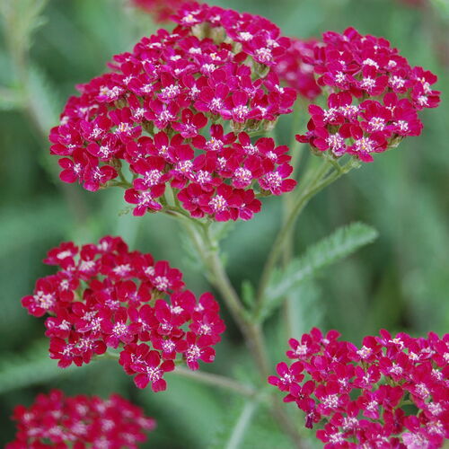 Тысячелистник обыкновенный Саммервайн/Achillea millefolium Summerwine Р1,5