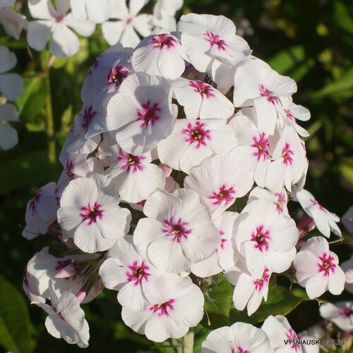 Флокс метельчатый Майкс Фаворит/Phlox paniculata Mike's Favourire Р1,5