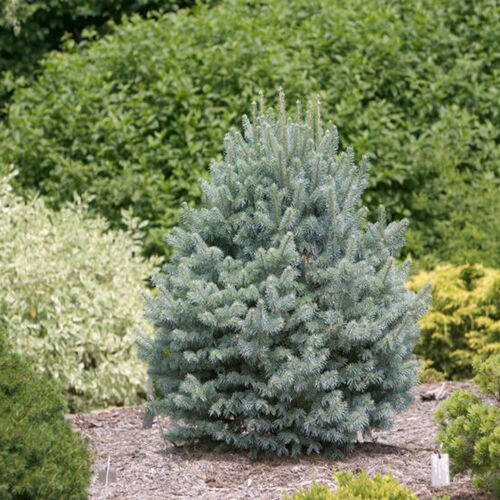 Пихта Субальпийская Аризоника Компакта/Abies lasiocarpa Arizonica Compacta 20-30 С3