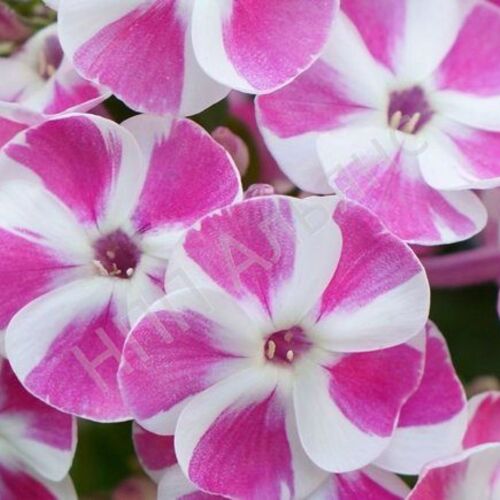 Флокс метельчатый Бамбини Кэнди Краш/Phlox paniculata Bambini Candy Crush Р1,5