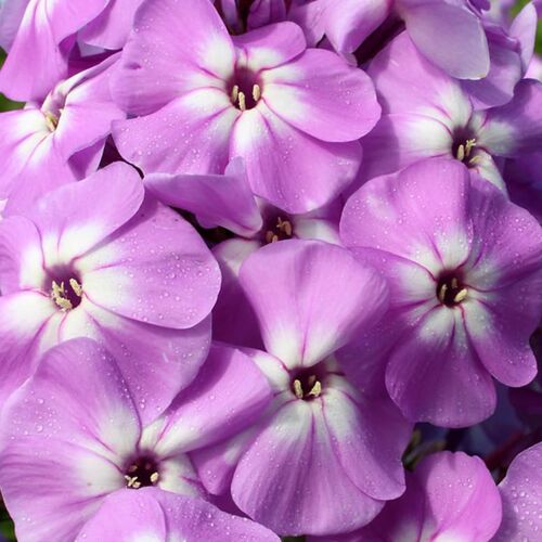 Флокс метельчатый Голиаф/Phlox paniculata Goliath Р1,5
