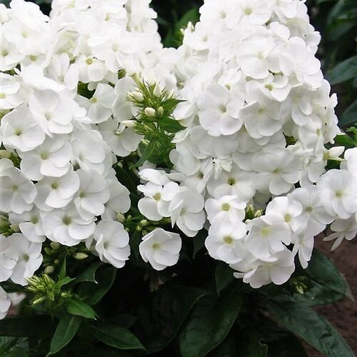 Флокс метельчатый Даниэль/Phlox paniculata Danielle Р1,5