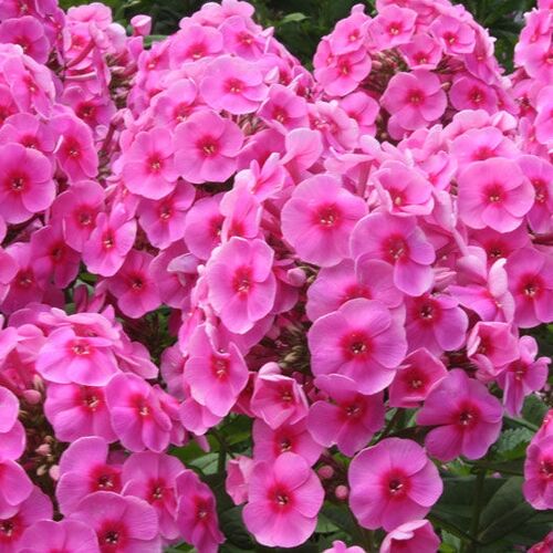 Флокс метельчатый Космополитен/Phlox paniculata Cosmopolitan Р1,5