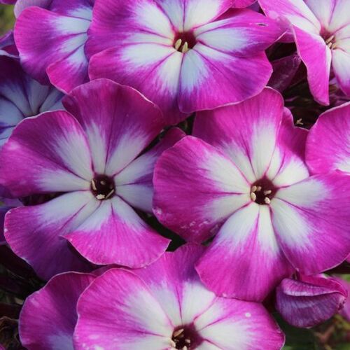 Флокс метельчатый Модерн Арт/Phlox paniculata Modern Art Р1,5