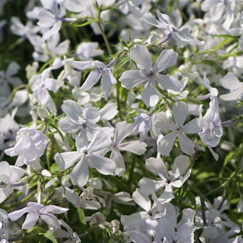 Флокс растопыренный Уайт Парфюм/Phlox divaricata White Perfume Р1,5