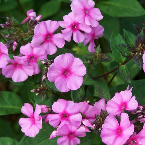 Флокс метельчатый Ева Каллам/Phlox paniculata Eva Cullum Р1,5