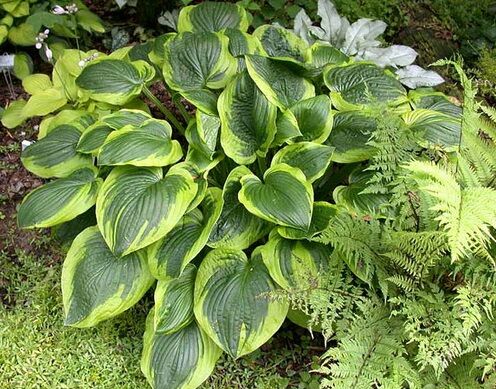 Хоста гибридная Абиква Мунбим/Hosta hybrid Abiqua Moonbeam Р1,5