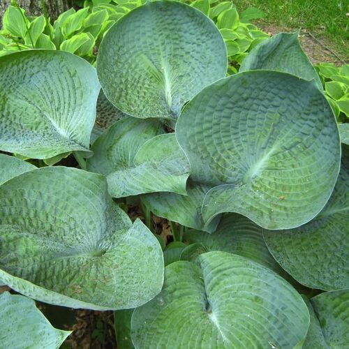Хоста гибридная Абиква Дринкинг Гаурд/Hosta hybrid Abiqua Drinking Gourd Р1,5