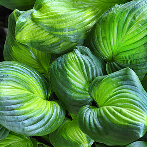 Хоста гибридная Авокадо/Hosta hybrid Avocado Р1,5