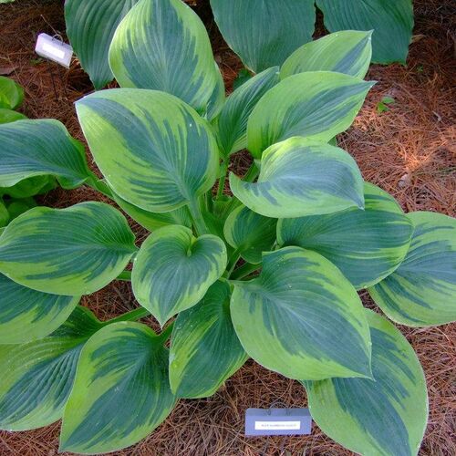 Хоста гибридная Алекс Саммерс/Hosta hybrid Alex Summers Р1,5