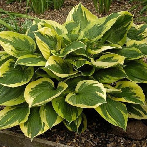 Хоста гибридная Анне/Hosta hybrid Anne Р1,5