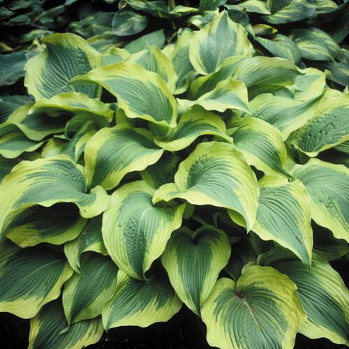 Хоста гибридная Атлантис/Hosta hybrid Atlantis Р1,5