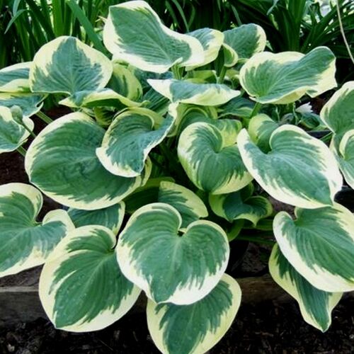 Хоста гибридная Барбара Энн/Hosta hybrid Barbara Ann Р1,5