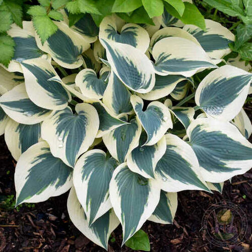 Хоста гибридная Блю Айвори/Hosta hybrid Blue Ivory Р1,5