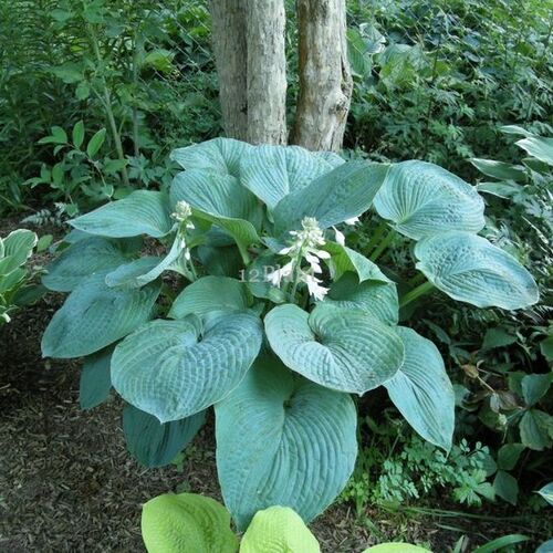 Хоста гибридная Блю Амбреллас/Hosta hybrid Blue Umbrellas Р1,5