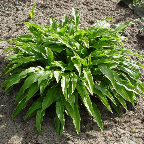Хоста гибридная Грин Бэг/Hosta hybrid Green Bag Р1,5