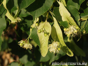 Липа мелколистная/Tilia cordata 200-250 ком