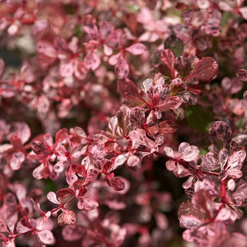 Барбарис Тунберга Арлекин/Berberis thunbergii Harlequin 20-25 C3