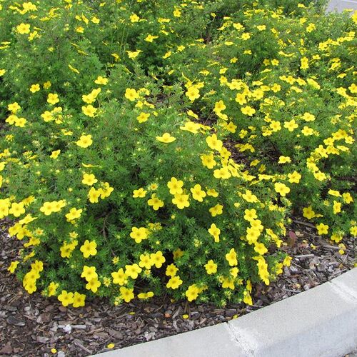 Лапчатка кустарниковая Клондайк/Potentilla fruticosa Klondike 40-60 С10