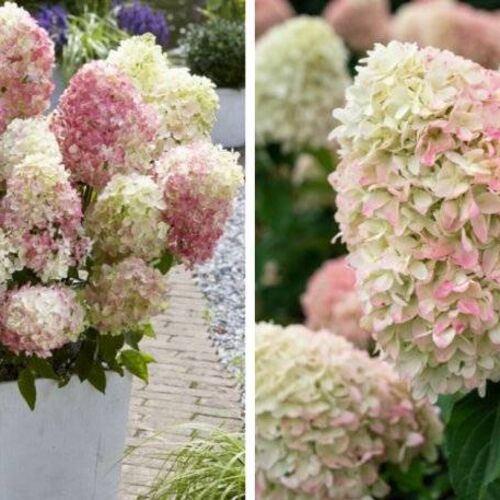 Гортензия метельчатая Саммер Лав/Hydrangea paniculata Summer Love С5