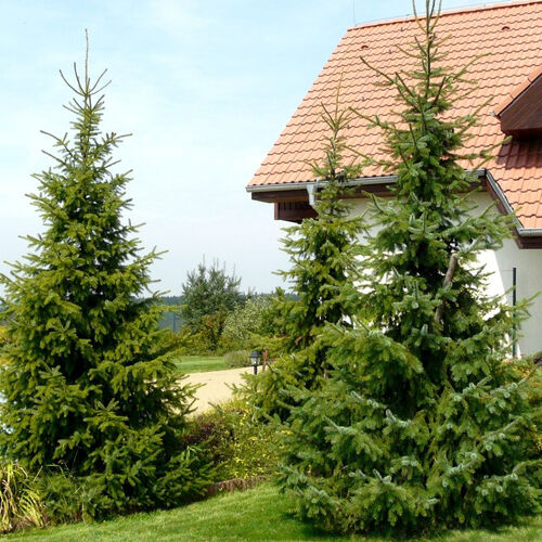 Ель сербская/Picea omorika 120-140 С15