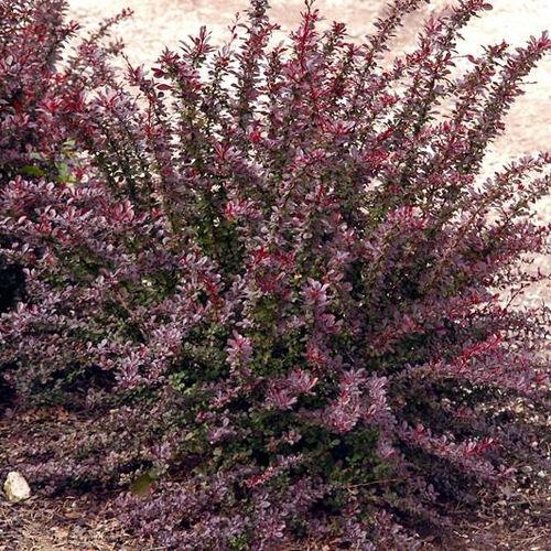 Барбарис Тунберга Ред Чиф/Berberis thunbergii Red Chief C3 СП
