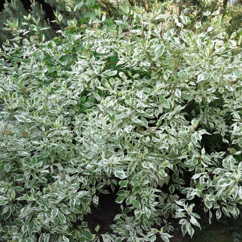 Дерен белый Аргентеомаргината/Cornus albа Argenteomarginata С3 СП