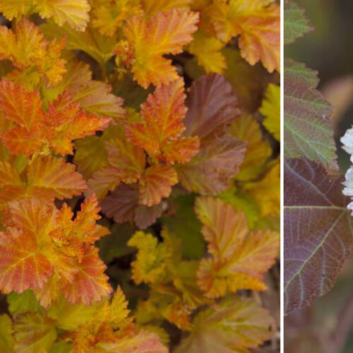 Пузыреплодник калинолистный Амбер Джубиле/Physocarpus opalifolia Amber Jubilee С3 СП