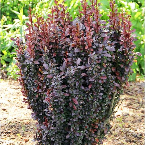 Барбарис Тунберга Рэд Пилар/Berberis thunbergii Red Pillar 30-50 C3