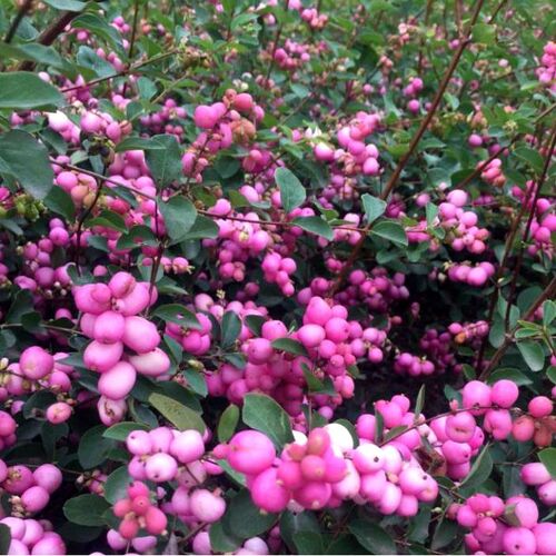 Снежноягодник доренбоза Мэджик Берри/Symphoricarpos doorenbosii Magic Berry С3 СП