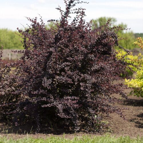 Барбарис оттавский Суперба/Berberis x ottawensis Superba (М)