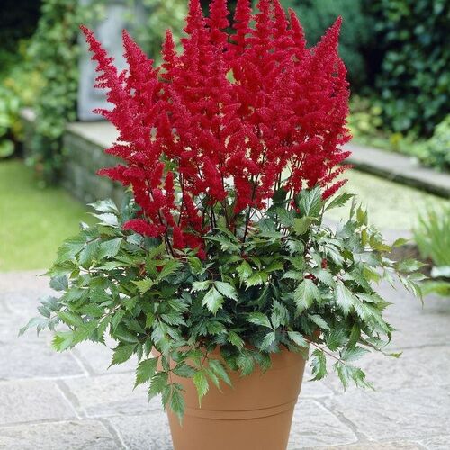 Астильба Арендса Фанал/Astilbe arendsii Fanal С3
