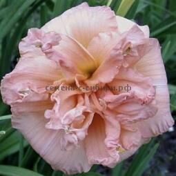 Лилейник гибридный Дабл Пинк Уандер/Hemerocallis hybridа Double Pink Wonder С3