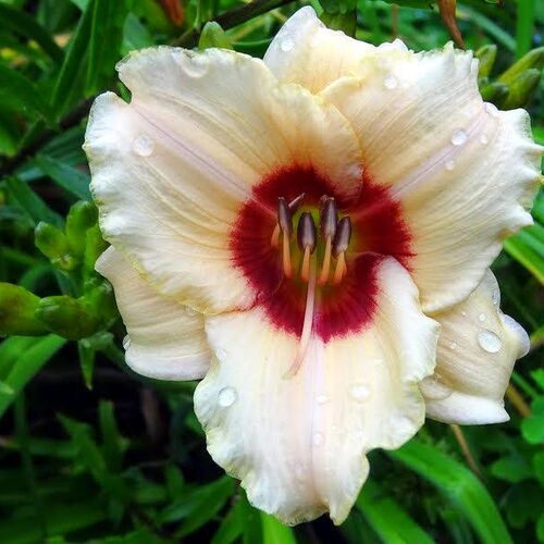 Лилейник гибридный Бриллиант Секл/Hemerocallis hybridа Brilliant Circle С3