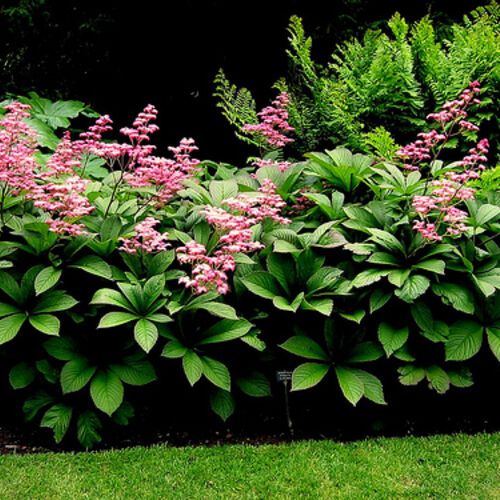 Роджерсия перистая/Rodgersia pinnata С3