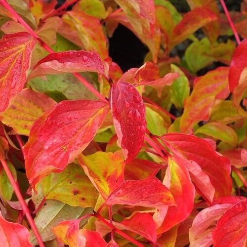 Дерен кроваво-красный Анна Винтер Оранж/Cornus sanguinea Annie's Winter Orange 20-40 С3