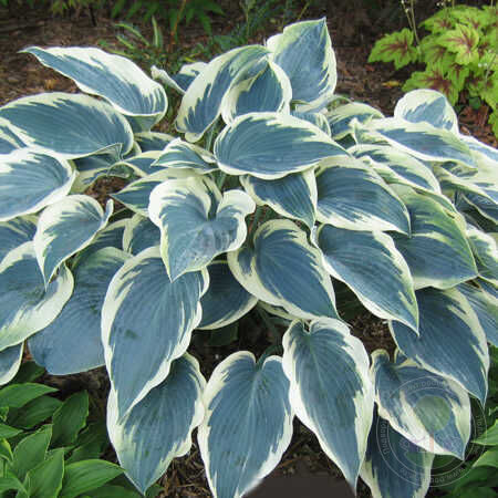 Хоста гибридная Эль Нино/Hosta hybrid El Nino С3
