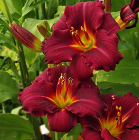 Лилейник гибридный Пардон Ми/Hemerocallis hybrida Pardon Me С3
