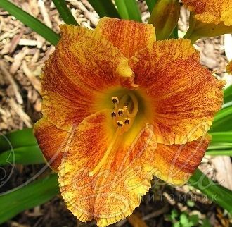 Лилейник гибридный Спейскост Фрики Тики/Hemerocallis hybridа Spacecoast Freaky Tiki С3