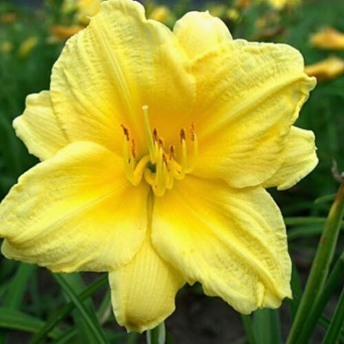 Лилейник гибридный Хэппи Ретёрнс/Hemerocallis hybridа Happy Returns С3