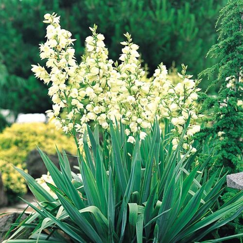 Юкка Филаментоза/Yucca Filamentosa С3