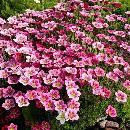 Камнеломка Арендса Пурпуртеппих/Saxifraga x arendsii Purpurteppich С3