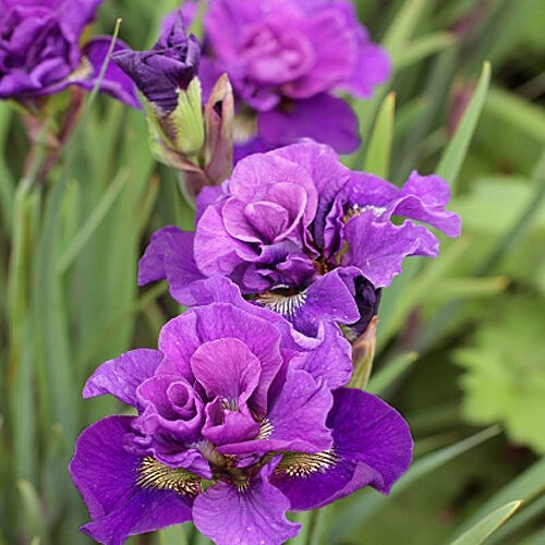 Ирис сибирский Бандл оф Джой/Iris sibirica Bundle of Joy С3