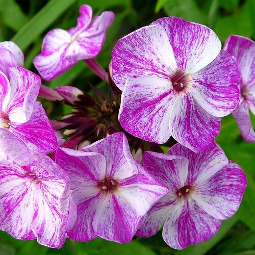 Флокс метельчатый Попурри Пурпл/Phlox paniculata Potpourri Purple С3