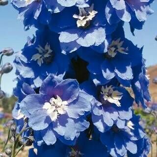 Дельфиниум высокий Меджик Фонтейн Мид Блу/Delphinium elatum Magic Fountains Mid Blue White Bee С3