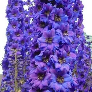 Дельфиниум культурный Пацифик Блэк Найт/Delphinium cultorum Pacific Black Knight С3