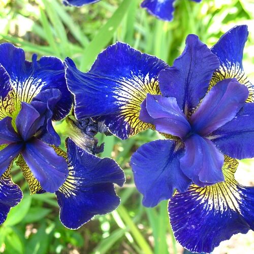 Ирис сибирский Голден Эдж/Iris sibirica Golden Edge С3