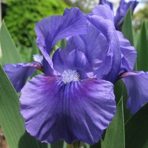 Ирис карликовый Банбури Раффлс/Iris pumila Banbury Ruffles С3