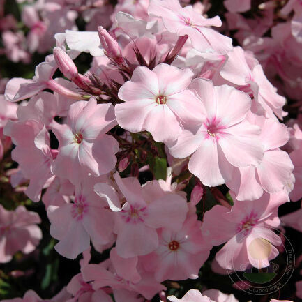 Флокс метельчатый Роза Пастель/Phlox paniculata Rosa Pastell С3