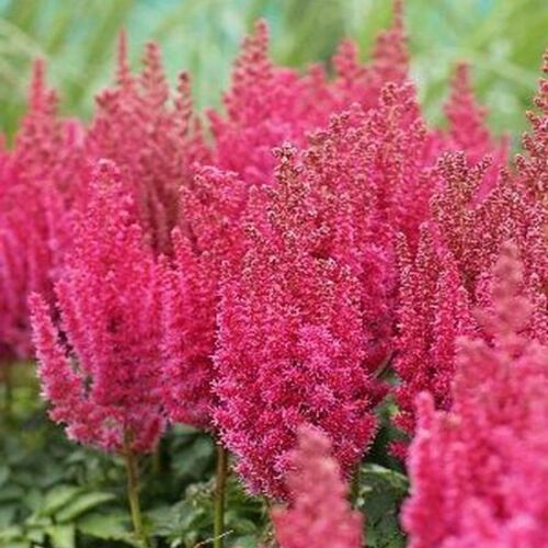 Астильба китайская Блэкберри Капкейк/Astilbe chinensis Blackberry Cupcake С1,5